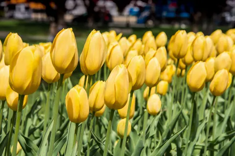 ट्यूलिप का बाग़ 4K वॉलपेपर · flowers · 3840×2563