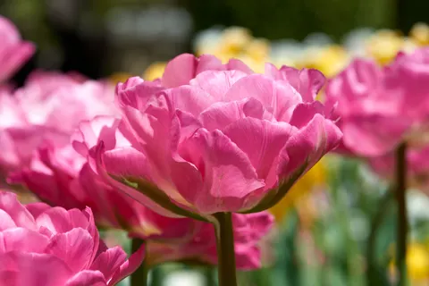 Tulip Garden 4K Wallpaper · flowers · 3840×2563