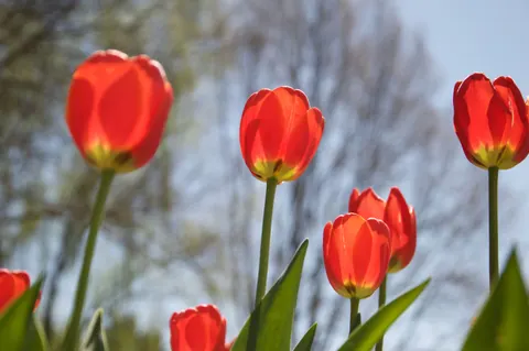 Tulip Garden 4K Wallpaper · flowers · 3840×2553