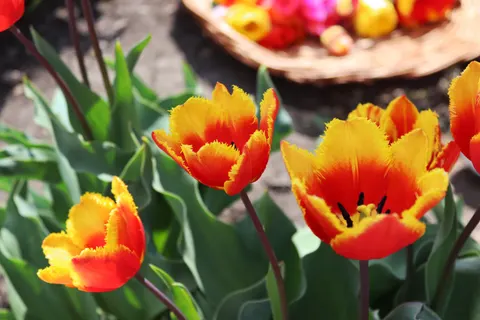 Tulip Garden 4K Wallpaper · flowers · 3840×2560
