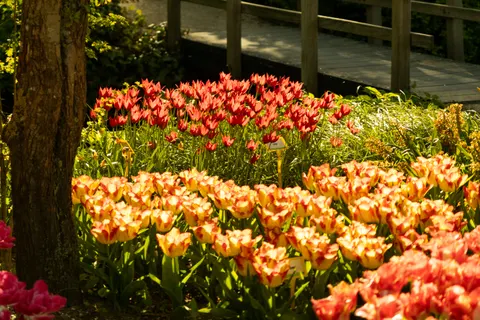 Hình nền Vườn tulip 4K · flowers · 3840×2560