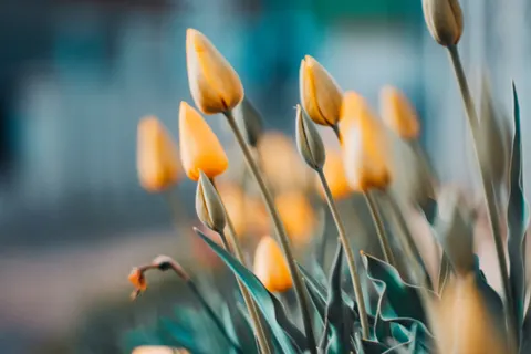 Tulip Garden 4K Wallpaper · flowers · 3840×2560