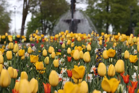 Tulip Garden 4K Wallpaper · flowers · 3840×2560