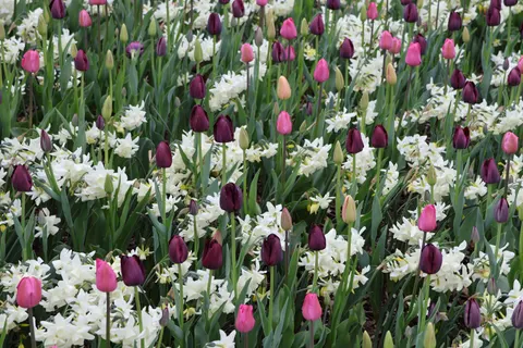 Fondo de pantalla Jardín de tulipanes 4K · flowers · 3840×2560