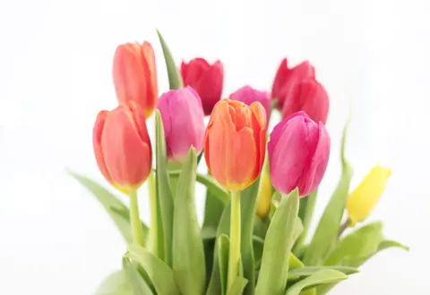 Tulip Garden 4K Wallpaper · flowers · 3840×2643