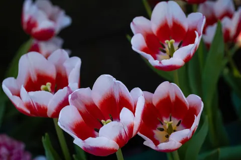 Tulip Garden 4K Wallpaper · flowers · 3840×2560