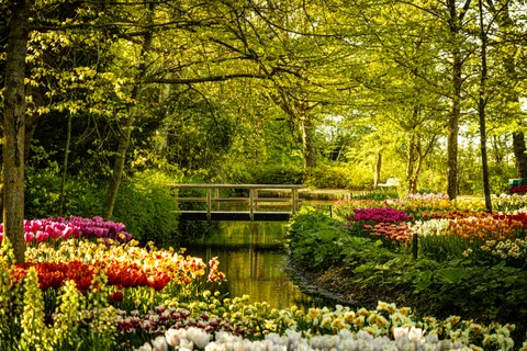 Tulip Garden 4K Wallpaper · flowers · 3840×2560