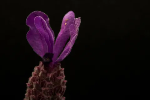 Iris 4K Wallpaper · flowers · 3840×2560