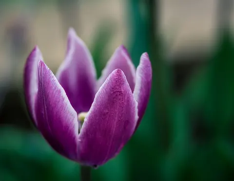 Fond d'écran Iris 4K · flowers · 3840×2967