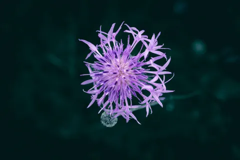 आइरिस 4K वॉलपेपर · flowers · 3840×2560