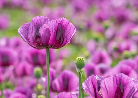 Iris 4K Wallpaper · flowers · 3840×2725