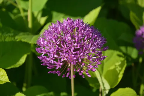 आइरिस 4K वॉलपेपर · flowers · 3840×2560