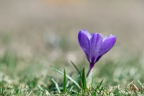 خلفية السوسن بدقة 4K · flowers · 3840×2560