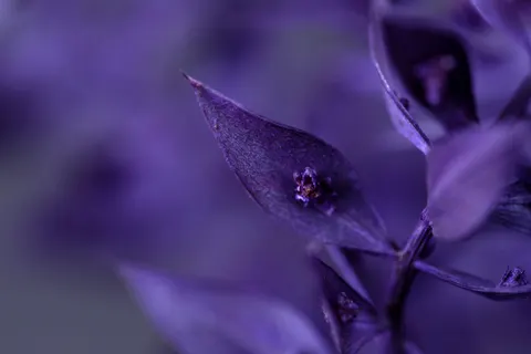 Hình nền Hoa diên vĩ 4K · flowers · 3840×2560