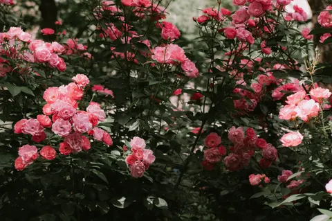Rosengarten 4K Hintergrundbild · flowers · 3840×2555