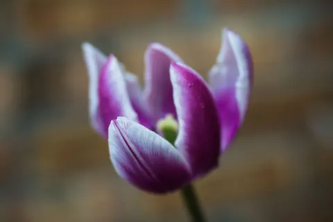 والپیپر گل زنبق با کیفیت 4K · flowers · 3840×2560