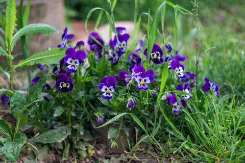 Iris 4K Wallpaper · flowers · 3840×2560