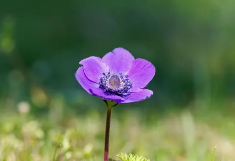 خلفية السوسن بدقة 4K · flowers · 3840×2624