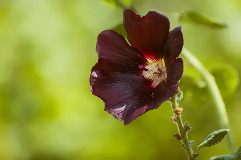 Iris 4K Wallpaper · flowers · 3840×2560