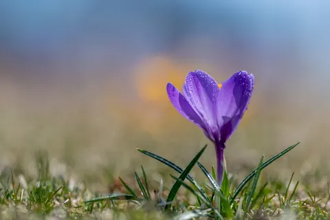 Iris 4K Wallpaper · flowers · 3840×2560