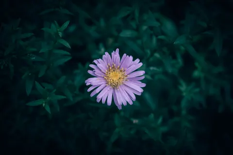Iris 4K Wallpaper · flowers · 3840×2560