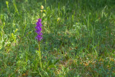 Fond d'écran Iris 4K · flowers · 3840×2560