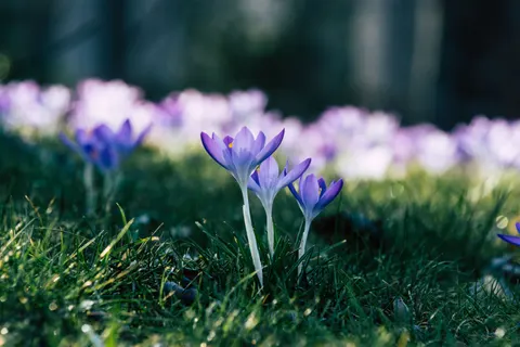 Iris 4K Wallpaper · flowers · 3840×2560