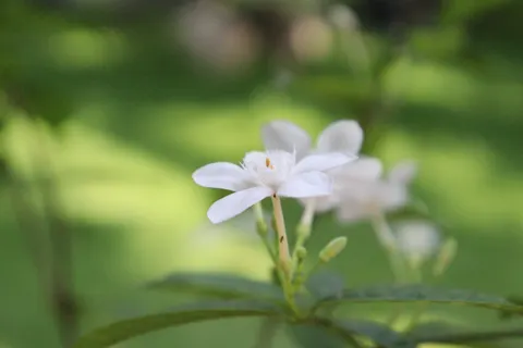 雞蛋花 4K桌布 · flowers · 3840×2560