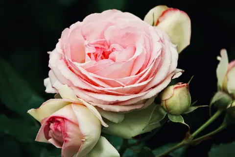Fondo de pantalla Jardín de Rosas 4K · flowers · 3840×2560