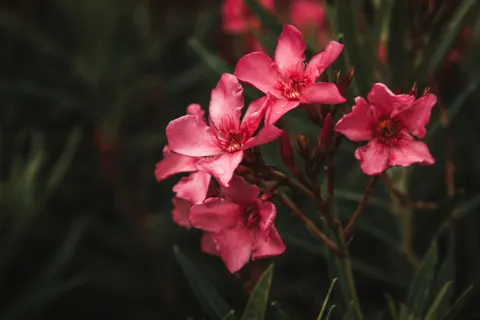 Frangipani 4K Wallpaper · flowers · 3840×2560