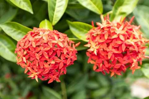 Frangipani 4K Wallpaper · flowers · 3840×2560