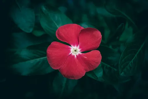 雞蛋花 4K桌布 · flowers · 3840×2560