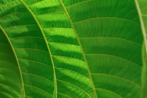 Frangipani 4K Wallpaper · flowers · 3840×2560