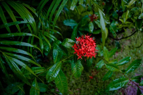 Frangipani 4K Wallpaper · flowers · 3840×2560