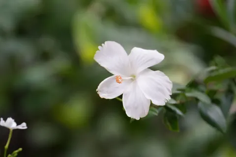 Frangipani 4K Wallpaper · flowers · 3840×2560