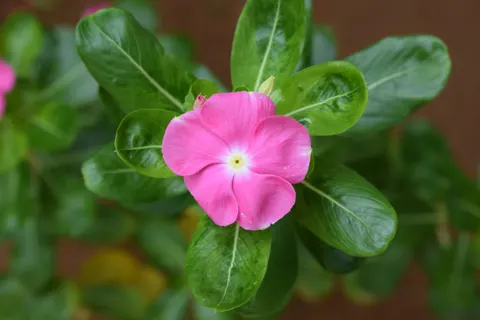 Wallpaper Bunga Kamboja 4K · flowers · 3840×2560