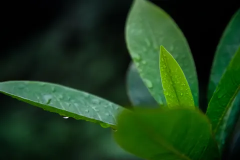 Frangipani 4K Wallpaper · flowers · 3840×2560