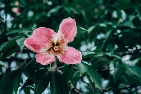 Frangipani 4K Wallpaper · flowers · 3840×2560