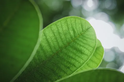 Frangipani 4K Wallpaper · flowers · 3840×2560