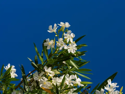 Frangipani 4K Wallpaper · flowers · 3840×2880