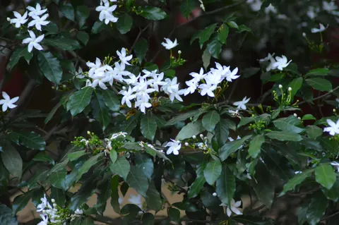 Frangipani 4K Wallpaper · flowers · 3840×2553