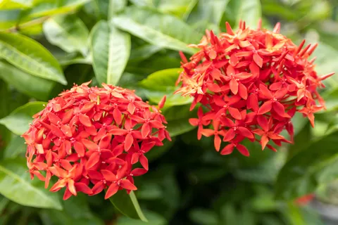Frangipani 4K Wallpaper · flowers · 3840×2560