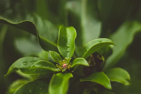 Frangipani 4K Wallpaper · flowers · 3840×2560