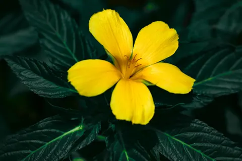 Frangipani 4K Wallpaper · flowers · 3840×2560