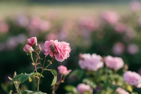 Rosengarten 4K Hintergrundbild · flowers · 3840×2563