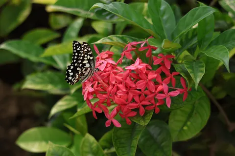 خلفية الفرانجيباني بدقة 4K · flowers · 3840×2560