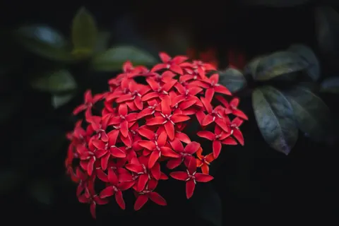 Frangipani 4K Wallpaper · flowers · 3840×2560