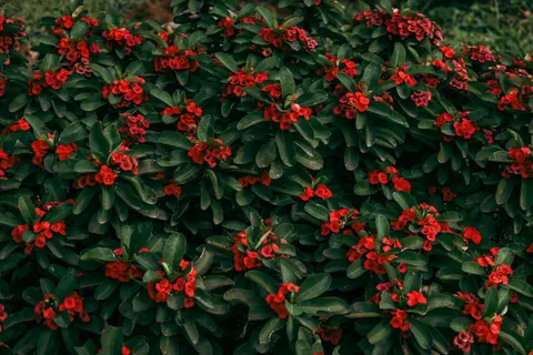 Frangipani 4K Wallpaper · flowers · 3840×2560