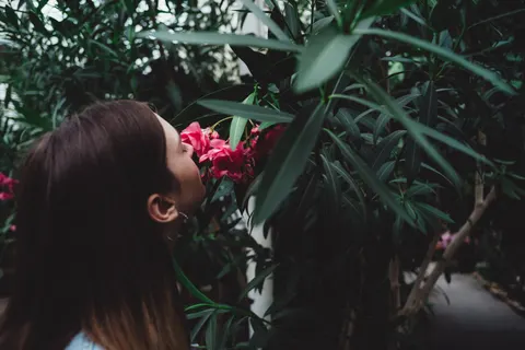 Frangipani 4K Wallpaper · flowers · 3840×2560