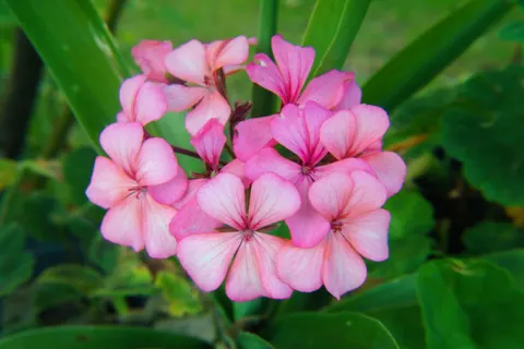 Frangipani 4K Wallpaper · flowers · 3840×2560